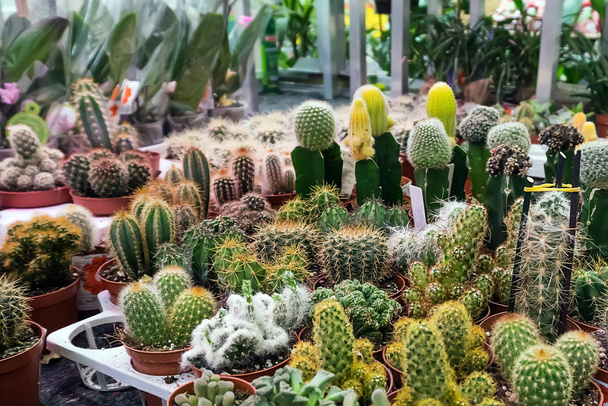 Various cacti mix in the greenhouse. Natural theme. - Photo, Image