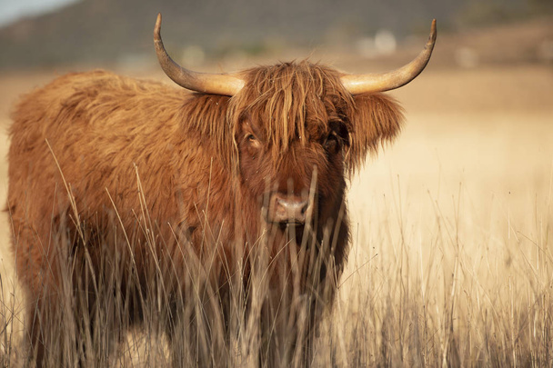 Highland cow on the farm - Foto, Bild
