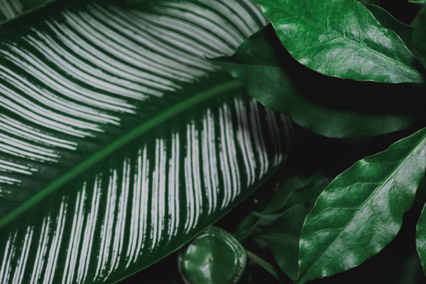 абстрактний, зелений візерунок листя природа темно-зелений фон
. - Фото, зображення