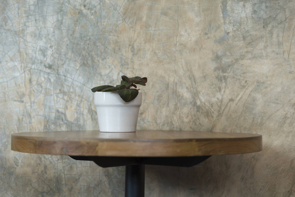 cactus pot on the table - Foto, Imagen