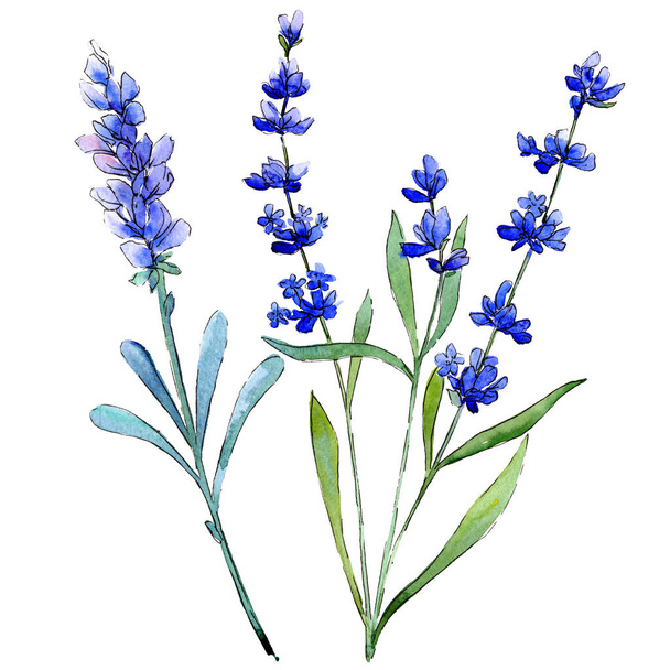 Blue lavender. Floral botanical flower. Wild spring leaf wildflower isolated. - Photo, Image