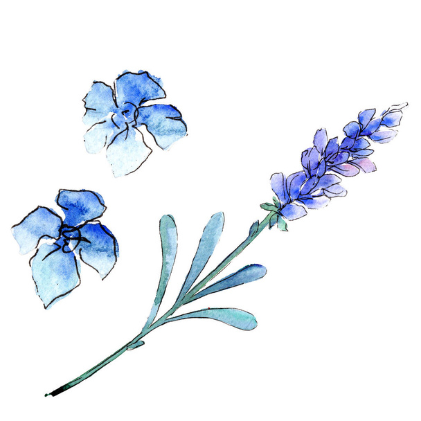 ブルー ラベンダー。花植物の花。分離した野生春葉ワイルドフラワー. - 写真・画像