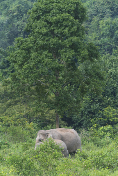 Thaise olifanten in de natuur van Kui Buri Nationaal Park, Thailand (Soft Focus Sea...) - Foto, afbeelding