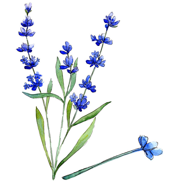 Blue lavender. Floral botanical flower. Wild spring leaf wildflower isolated. - Photo, Image