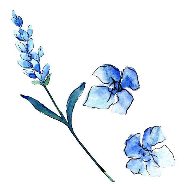 Blue lavender. Floral botanical flower. Wild spring leaf wildflower isolated. - Foto, Imagem