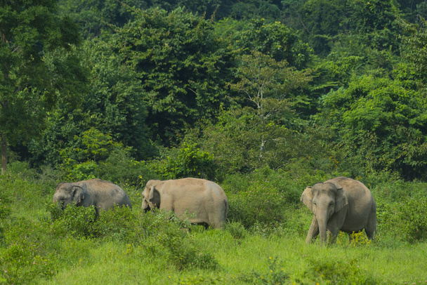 Wilde asiatische Elefanten im Wald - Foto, Bild