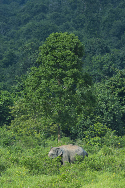 くいぶり国立公園、タイ (ソフト フォーカスの自然の中のタイの象) - 写真・画像