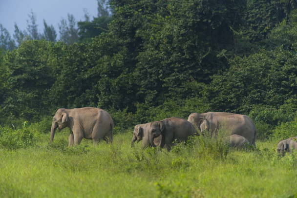 Elefante tailandês na natureza do Parque Nacional Kui Buri, Tailândia (foco suave
) - Foto, Imagem