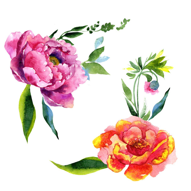 Wildflower peony pink flower in a watercolor style isolated. - Photo, Image