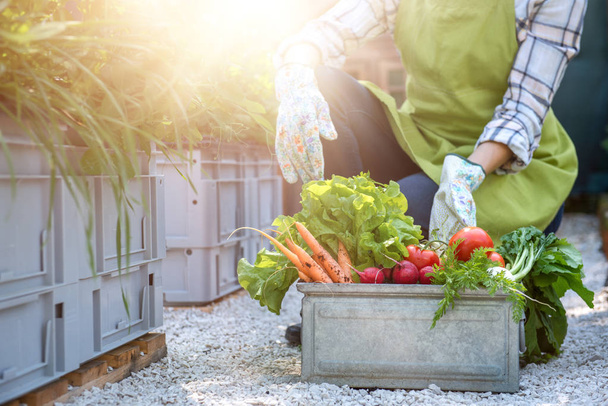 Unrecognisable female farmer holding crate full of freshly harvested vegetables in her garden. Homegrown bio produce concept. Small business owner. - Photo, Image