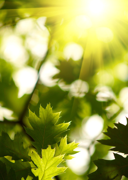 Карликовые листья
 - Фото, изображение