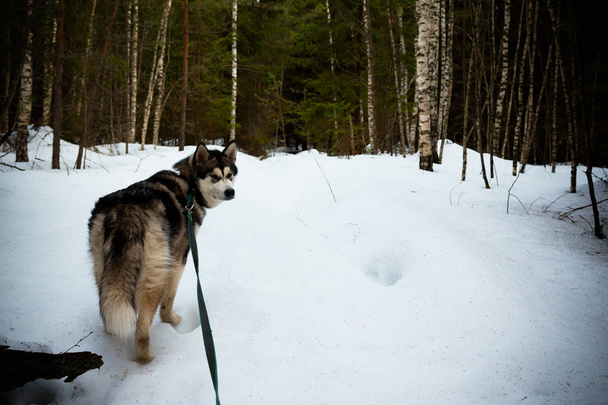 Dog breed alaskan malamute in a snowy forest. Toned - Fotoğraf, Görsel