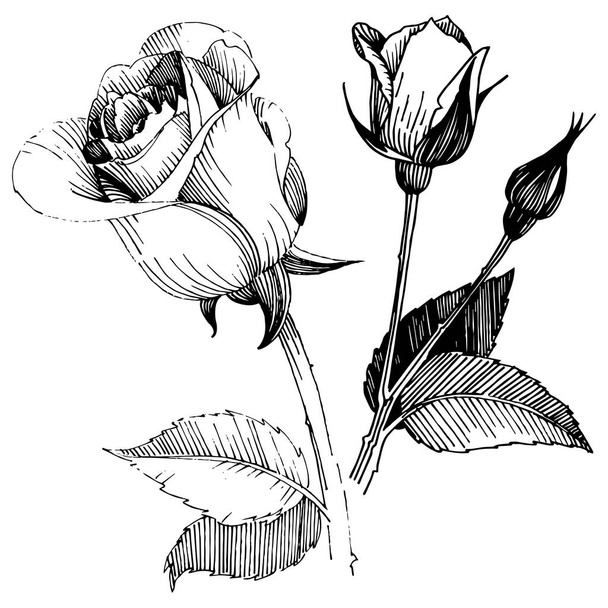 Цветок розы в векторном стиле изолирован
. - Вектор,изображение