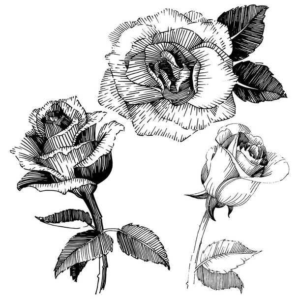 Цветок розы в векторном стиле изолирован
. - Вектор,изображение