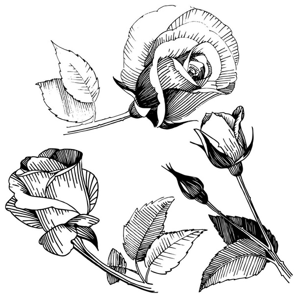 Vadvirág Rózsa virág elszigetelt vektor stílusban. - Vektor, kép