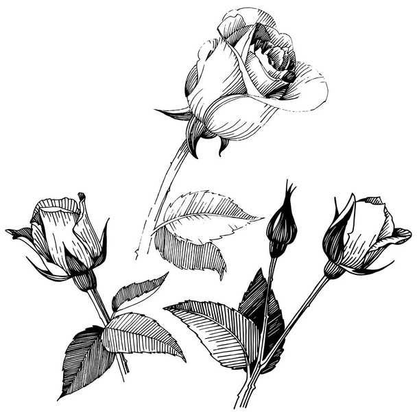 Wildflower rose flower in a vector style isolated. - Vektör, Görsel