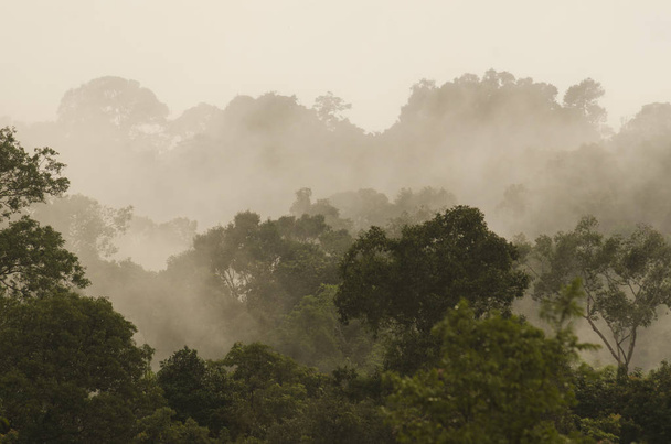 tropischer Regenwald, Khao Yai Nationalpark Thailand - Foto, Bild