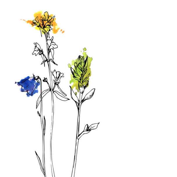 Vector drawing herbs and flowers - Vetor, Imagem