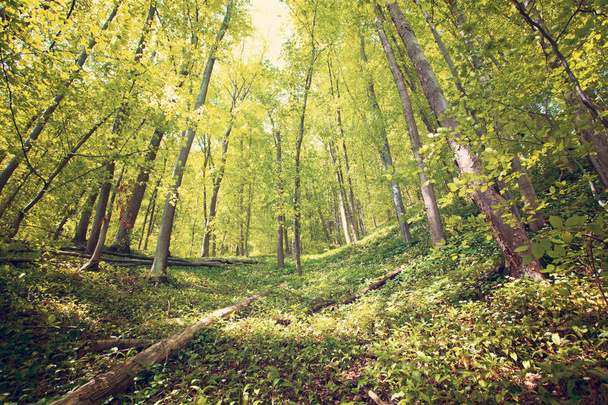 ビェシチャディ山脈、ポーランド、ヨーロッパの森と山の風景 - 写真・画像