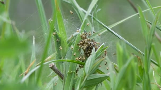 Araneus diadematus arañas que se dispersan cuando están asustados. Grupo de pequeñas arañas tejedoras de orbes que responden a las perturbaciones separando
 - Metraje, vídeo