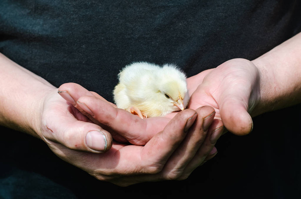 Newborn white chicken in the rough and dirty hands of a farmer - Photo, Image