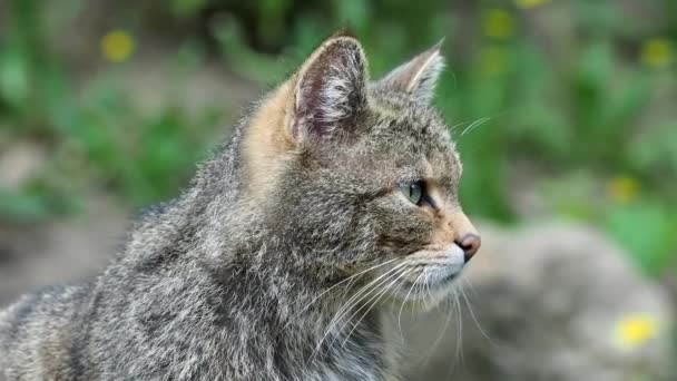 Gato salvaje europeo (Felis silvestris
) - Metraje, vídeo