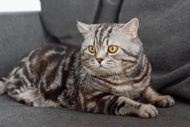 αξιολάτρευτο Σκωτίας ευθεία γάτα κάθεται στο γκρι με άνετο καναπέ - Φωτογραφία, εικόνα