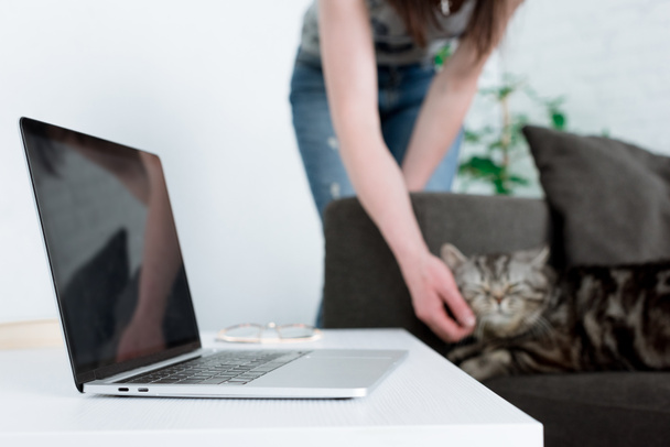 recortado disparo de mujer acariciando escocés recta gato con portátil de pie en la mesa en primer plano
 - Foto, imagen