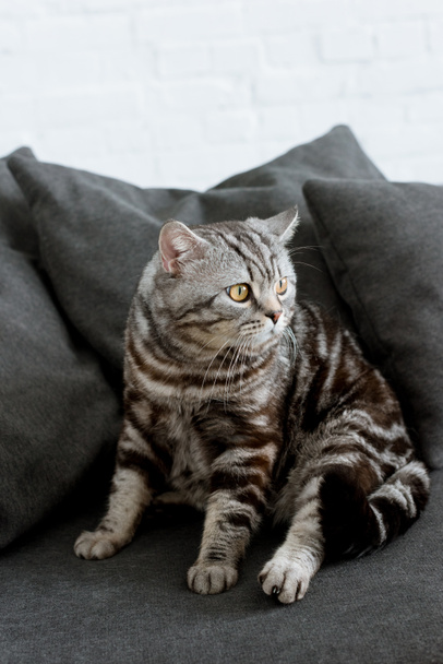 αξιολάτρευτο Σκωτίας ευθεία γάτα κάθεται στον άνετο καναπέ γκρι - Φωτογραφία, εικόνα