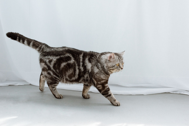 entzückende schottische Hetero-Katze, die vor weißen Vorhängen auf dem Boden spaziert - Foto, Bild