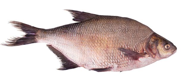 čerstvé syrové ryby kapr - Fotografie, Obrázek