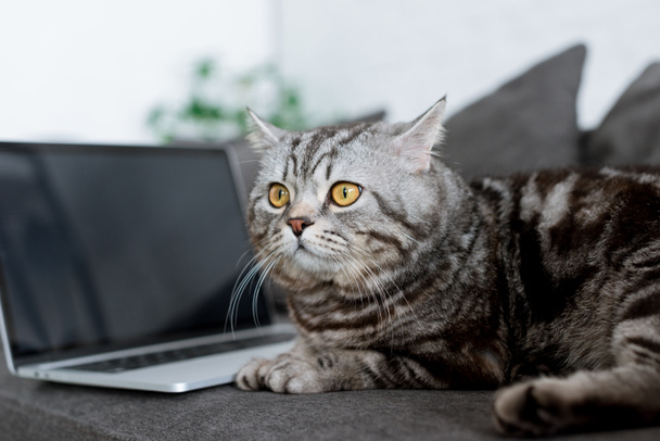 aranyos skót egyenes macska-val laptop kanapén közeli lövés - Fotó, kép