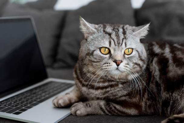 zár-megjelöl szemcsésedik-ból imádnivaló skót egyenes macska-val laptop kanapén - Fotó, kép