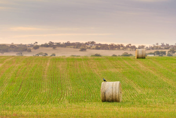 Magpie sentado no fardo de feno no campo
 - Foto, Imagem
