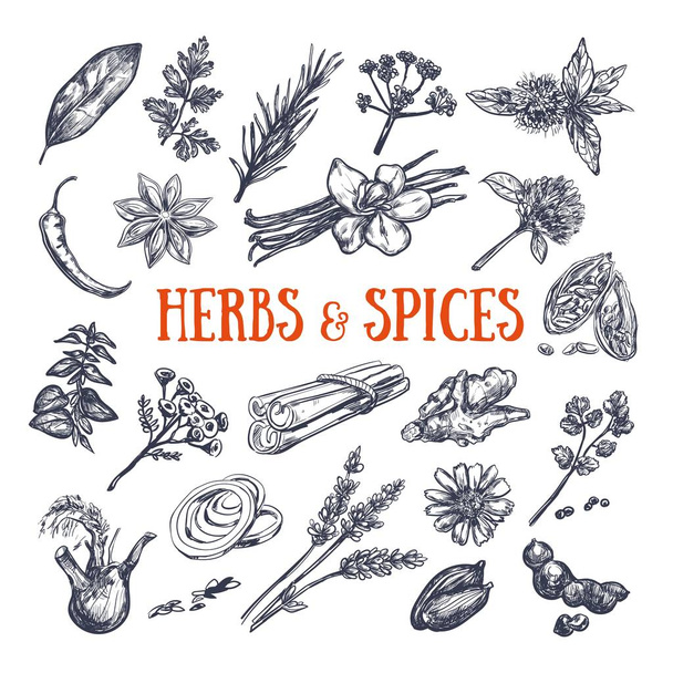 Herbs and Spices condiments 1 - Vector, imagen