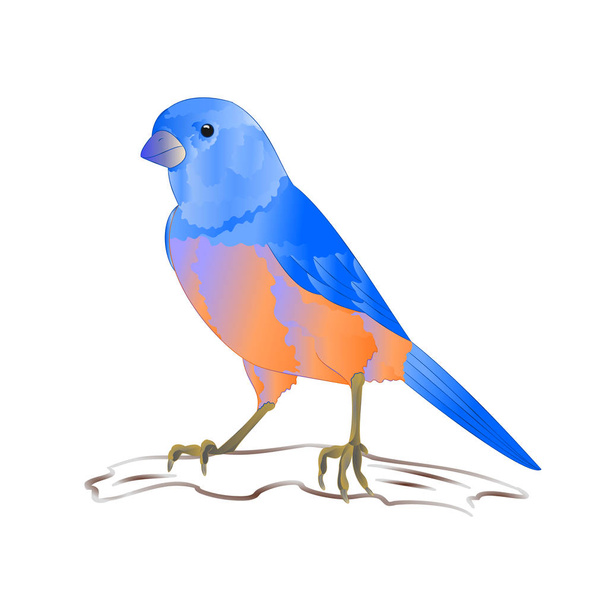 Bluebird Drozd mały songbirdon tło vintage wektor ilustracja można edytować ręcznie rysować - Wektor, obraz