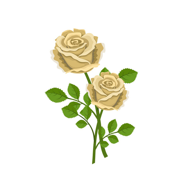 Two realistic tea roses isolated on a white background - Διάνυσμα, εικόνα