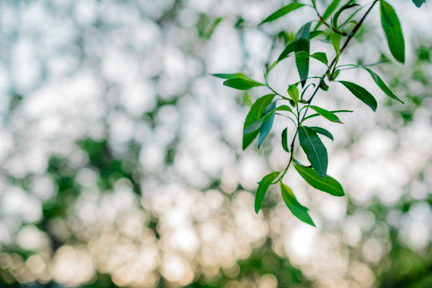 πράσινα φύλλα με bokeh - Φωτογραφία, εικόνα