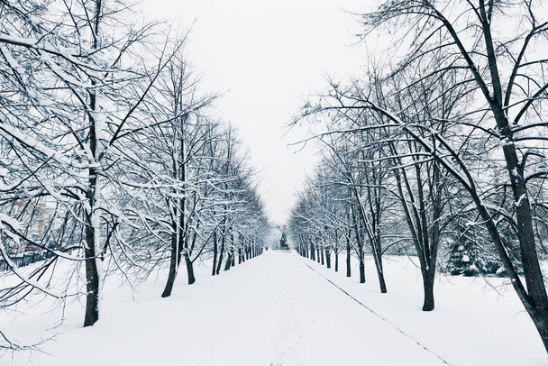 Scenic view of snow covered road lined with s - Foto, imagen