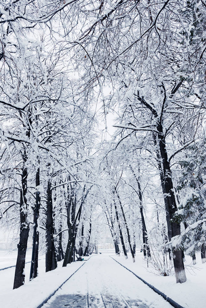 Scenic view of snow covered road lined with s - 写真・画像
