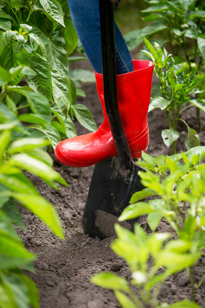 Closeup image of female feet in rubber wellington boots pushing shovel in soil of garden - 写真・画像