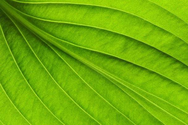 Foglie verdi sfondo. Struttura delle foglie - Foto, immagini
