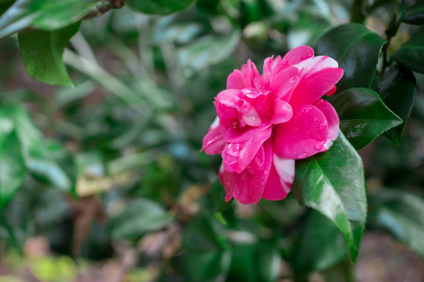 Piękny kwiat różowy. Magnolia. - Zdjęcie, obraz