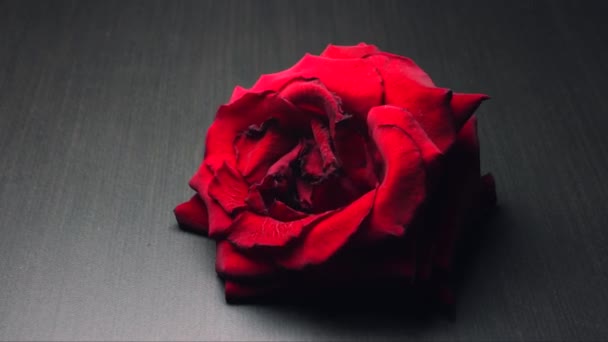 Drogen bloem, droge steeg van rood verse zwarte sterven. Time-lapse - Video