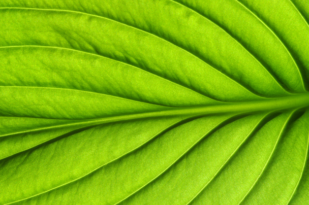 Зеленые листья фона. Листовая текстура - Фото, изображение