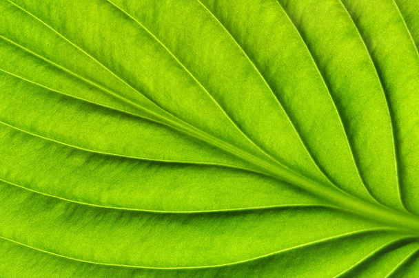 Yeşil yapraklar arka plan. Yaprak dokusu - Fotoğraf, Görsel