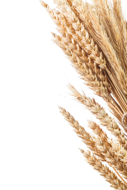 Altın buğday-çavdar kulakları üzerine beyaz izole demet - Fotoğraf, Görsel