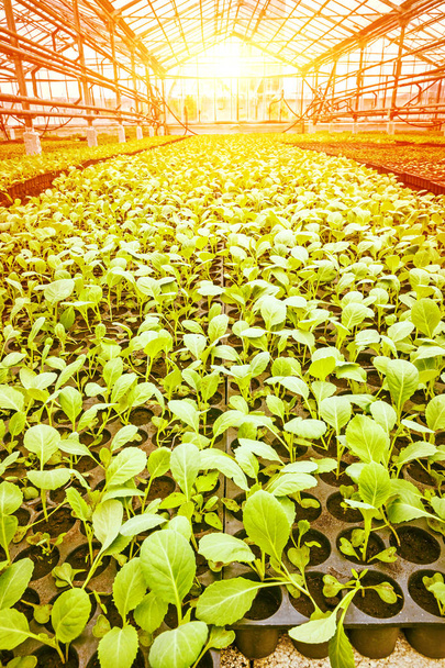 vertical view little young plants of cabbage in greenhouse plant - Фото, зображення