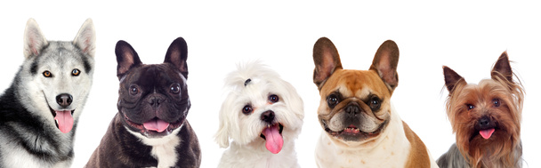 чарівні різні собаки ізольовані на білому тлі
 - Фото, зображення
