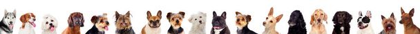 Reihe von vielen verschiedenen Hunden isoliert auf weißem Hintergrund - Foto, Bild